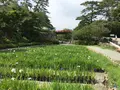 小田原城址公園の写真_359901
