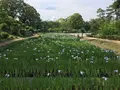 小田原城址公園の写真_359910