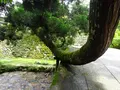 日吉大社の写真_360645