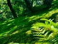宝筐院の写真_360699