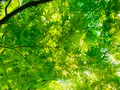 宝筐院の写真_360700