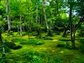 祇王寺の写真_360738