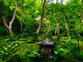 祇王寺の写真_360753