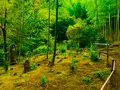 常寂光寺の写真_360796