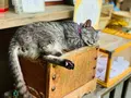 梅宮大社の写真_361241