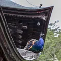雨引山楽法寺（雨引観音）の写真_362272