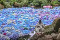 雨引山楽法寺（雨引観音）の写真_362274