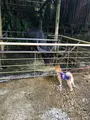 琉球村の写真_362720