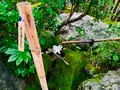 退蔵院の写真_363531