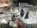 アクアワールド茨城県大洗水族館の写真_363794