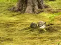 三千院の写真_364540