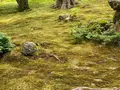 三千院の写真_364541