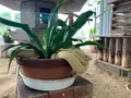 岩国白蛇神社の写真_364843