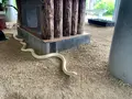 岩国白蛇神社の写真_364848