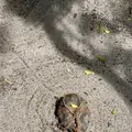 宝泉院の写真_365529