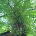 貴船神社の写真_366000