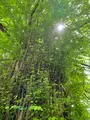 貴船神社の写真_366004