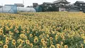 牛窓神社の写真_366490