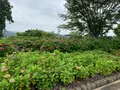 香山公園の写真_366711