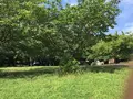 西郷山公園の写真_367120