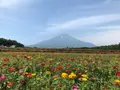 山中湖花の都公園の写真_367259