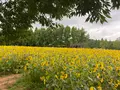 世羅高原農場の写真_367551