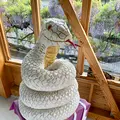 老神温泉 伍楼閣の写真_367693