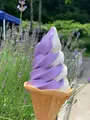 たんばらラベンダーパークの写真_367695
