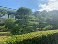 旧野﨑家住宅の写真_369406