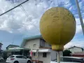 サンレモンの写真_369446