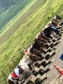  草千里ヶ浜の写真_369797
