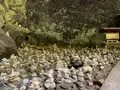 天安河原の写真_371228