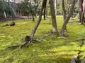 地蔵院（竹の寺）の写真_371327