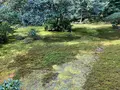 地蔵院（竹の寺）の写真_371338