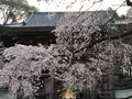 醍醐寺の写真_371473