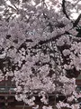 醍醐寺の写真_371474