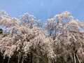 醍醐寺の写真_371480
