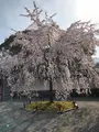 醍醐寺の写真_371481
