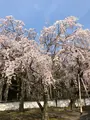 醍醐寺の写真_371483