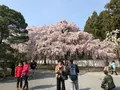 醍醐寺の写真_371485