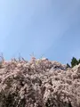 醍醐寺の写真_371487
