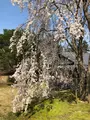 醍醐寺の写真_371489