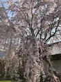 醍醐寺の写真_371490