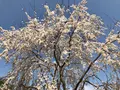 醍醐寺の写真_371491