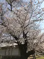 醍醐寺の写真_371493