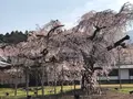 醍醐寺の写真_371494