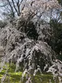 醍醐寺の写真_371495