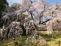 醍醐寺の写真_371496