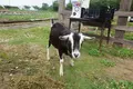 花の駅せらの写真_371775