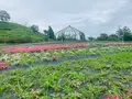 花の駅せらの写真_371788
